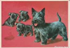 Scottish Terrier met pups