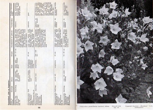 M.C.H. Ruys: Vaste planten in de tuin - 1