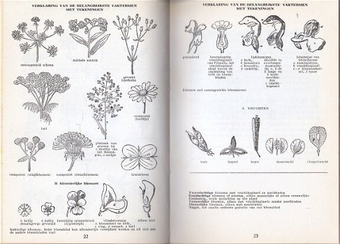 M.C.H. Ruys: Vaste planten in de tuin - 2