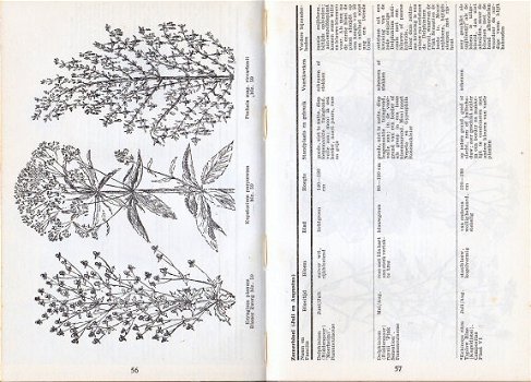 M.C.H. Ruys: Vaste planten in de tuin - 3