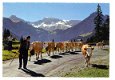 L129 Alpabfahrt von der Egstligealp bei Adelboden /Steghorn Wildstrubel Fitzer / Koeien /Zwitserland - 1 - Thumbnail