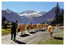 L129 Alpabfahrt von der Egstligealp bei Adelboden /Steghorn Wildstrubel Fitzer / Koeien /Zwitserland