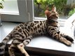 Schattige Bengalse Kittens - 1 - Thumbnail