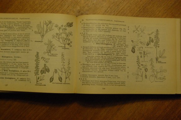 Geillustreerde flora van Nederland - Afbeelding 2
