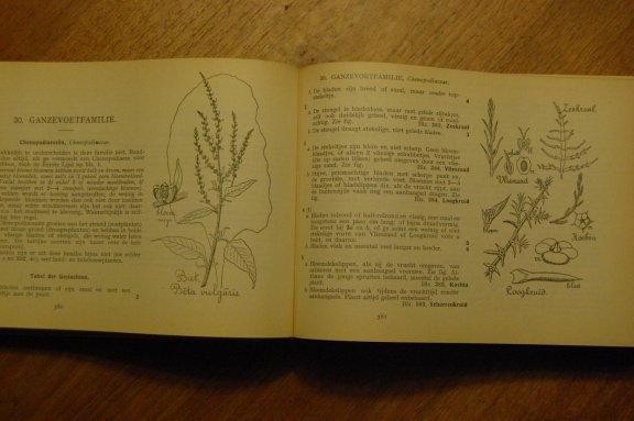 Geillustreerde flora van Nederland - Afbeelding 3