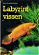 Labyrintvissen - 1 - Thumbnail