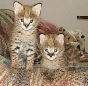F1 en F2 Savannah Kittens beschikbaar - 1