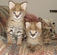 F1 en F2 Savannah Kittens beschikbaar