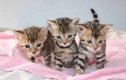 Bengaalse kittens voor adoptie - 1 - Thumbnail