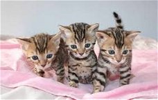 Bengaalse kittens voor adoptie
