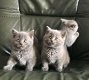 Britse korthaar kittens beschikbaar - 1 - Thumbnail
