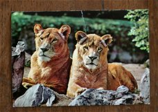 ansichtkaart leeuwen (omstreeks 1970)