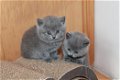 Mooie Britse kort haar Kittens - 1 - Thumbnail