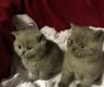 Britse blauwe geregistreerde kittens - 1 - Thumbnail