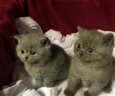 Britse blauwe geregistreerde kittens