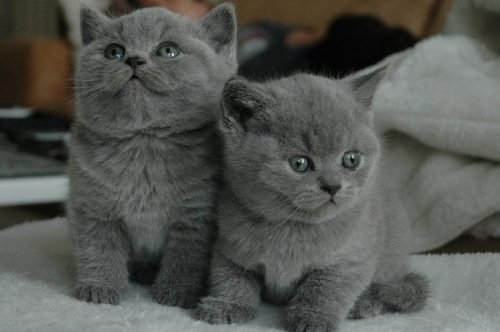 Schattige britse korthaar kittens - 1