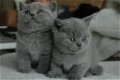 Schattige britse korthaar kittens - 1 - Thumbnail