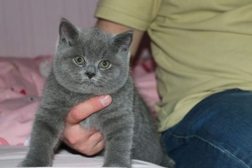 Leuke Britse blauwe korthaar kittens - 1