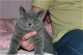 Leuke Britse blauwe korthaar kittens - 1 - Thumbnail