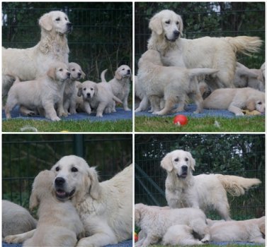 Golden Retriever Pups met Stamboom van Geweldige Ouders. - 1