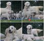 Golden Retriever Pups met Stamboom van Geweldige Ouders. - 1 - Thumbnail