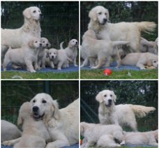 Golden Retriever Pups met Stamboom van Geweldige Ouders.