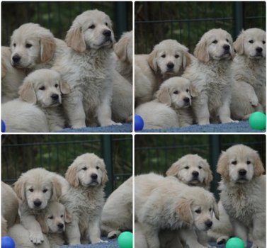 Golden Retriever Pups met Stamboom van Geweldige Ouders. - 2