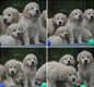 Golden Retriever Pups met Stamboom van Geweldige Ouders. - 2 - Thumbnail