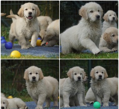 Golden Retriever Pups met Stamboom van Geweldige Ouders. - 3