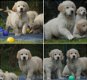 Golden Retriever Pups met Stamboom van Geweldige Ouders. - 3 - Thumbnail