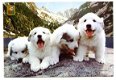 S035 Chiots des Pyrenees / Lourdes / Honden / Frankrijk - 1 - Thumbnail