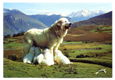 S046 Chienne des Pyrenees / Agos vidalos / Honden / Frankrijk - 1 - Thumbnail