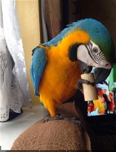 Blauwe en gouden ara papegaaien nu beschikbaar