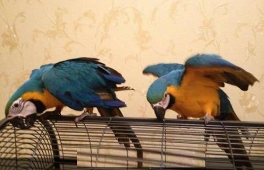 Grote blauwe en gouden Ara papegaaien nu klaar - 1