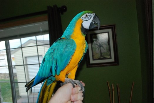 Mannelijke blauwe en gouden papegaai. - 1
