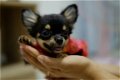 Chihuahua pups - 1 - Thumbnail