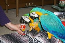Golden Macaw papegaaien