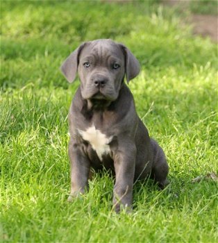 Heel mooie blauwe cane corso pups - 1