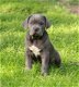 Heel mooie blauwe cane corso pups - 1 - Thumbnail