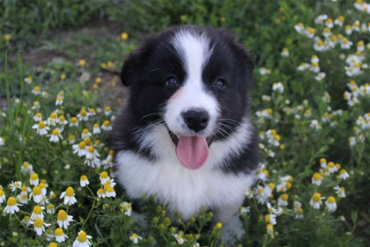 Mooie border collie pups te koop! - 1