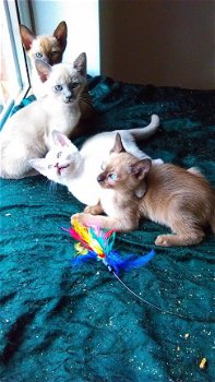 Schattige Tonkinese Kittens - 1