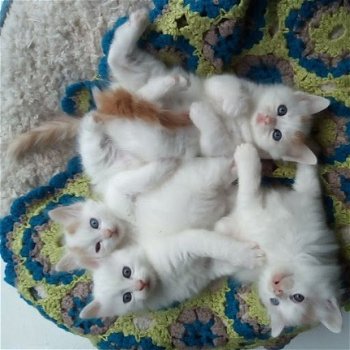 Mooie, zeldzame, stamboom Turkse Van Kittens - 1