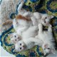 Mooie, zeldzame, stamboom Turkse Van Kittens - 1 - Thumbnail