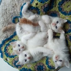 Mooie, zeldzame, stamboom Turkse Van Kittens