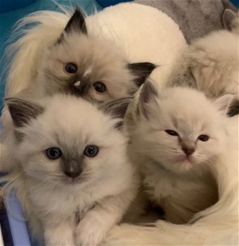 Ragdoll Kittens- Gccf Reg, - 1