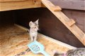Savannah Kittens - 1 - Thumbnail
