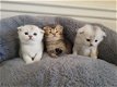 Scottish Fold Kittens - 1 - Thumbnail