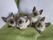 Prachtige oude stijl Siamese kittens - 1 - Thumbnail