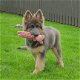 Kwaliteit Duitse herder puppies - 1 - Thumbnail