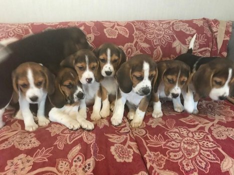 Mooie schattige beagle pups - 1